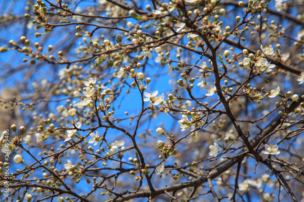 Spring, white flowers on a cherry branch, against a blue sky background... Spring, white flowers on a cherry branch, against a blue sky background...