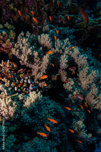 Fototapeta Naklejka Na Ścianę i Meble -  Finger Leather Corals at the Red Sea, Egypt