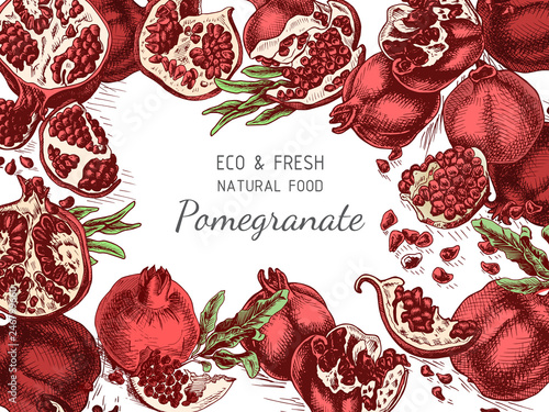 Hand drawing illustratiion pomegranate colorful. Vector illustration for organic shop.