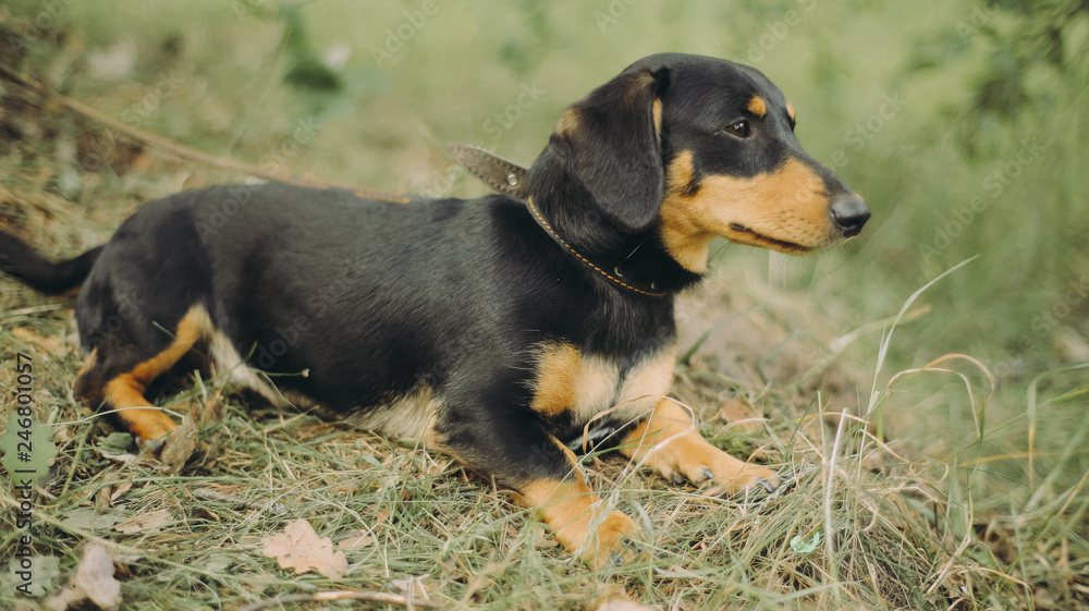 Portrait of dachshund sitting on the grass. Happy dog with open mounth and tongue.