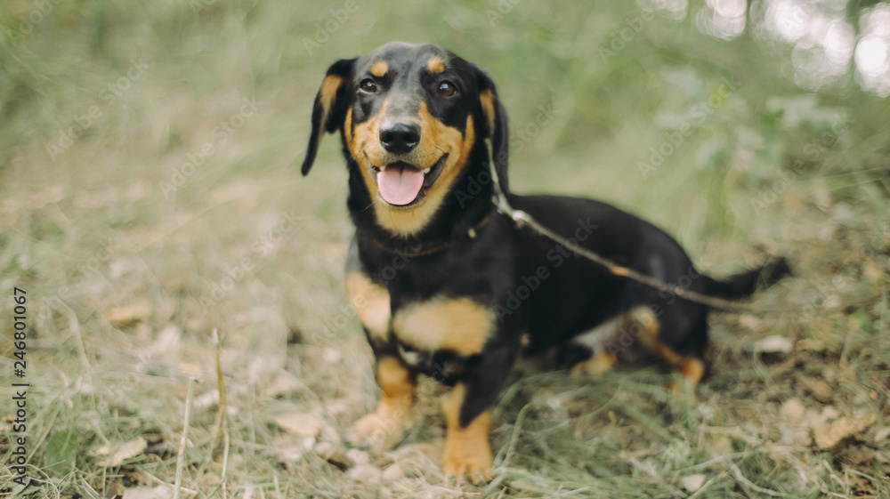Portrait of smiling dachshund sitting on the grass. Happy dog with open mounth and tongue.
