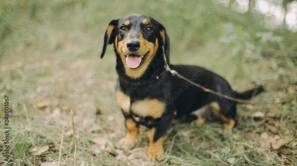 Portrait of smiling dachshund sitting on the grass. Happy dog with open mounth and tongue. Portrait of smiling dachshund sitting on the grass. Happy dog with open mounth and tongue.