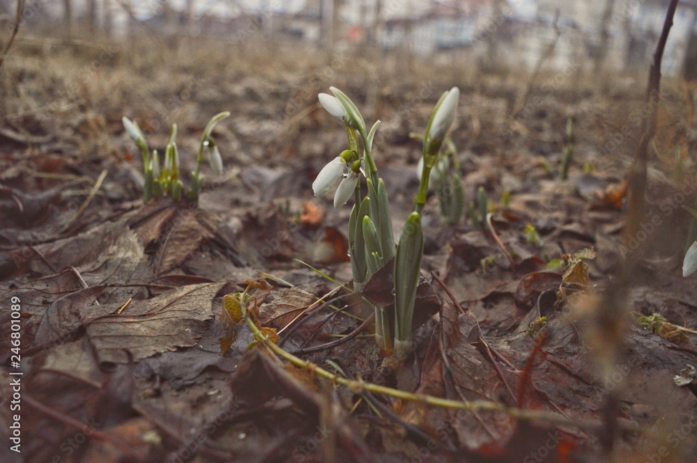 Fototapeta premium Snowdrop