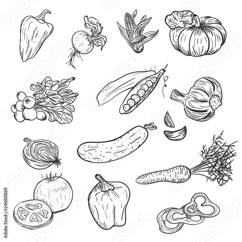 Hand drawing vegetables in doodle style isolated on white background. Doodle drawing vegetable. Ripe autumn crop and farming harvest. Tomato, pepper, garlic, carrot, pumpkin and other.