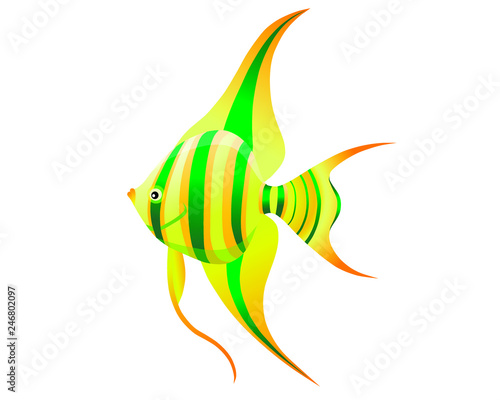 angelfish aquarium tropical fish
