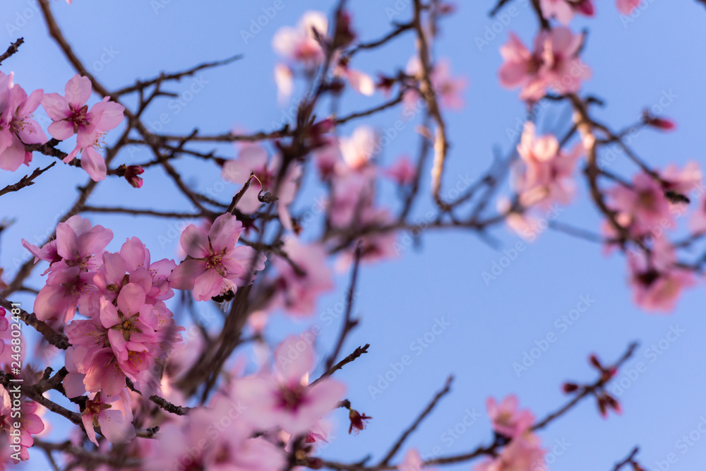 close up of flowering almond trees. Beautiful almond blossom on the branches, at springtime background in Valencia, Spain. Colorful and natural background. close up of flowering almond trees. Beautiful almond blossom on the branches, at springtime background in Valencia, Spain. Colorful and natural background.