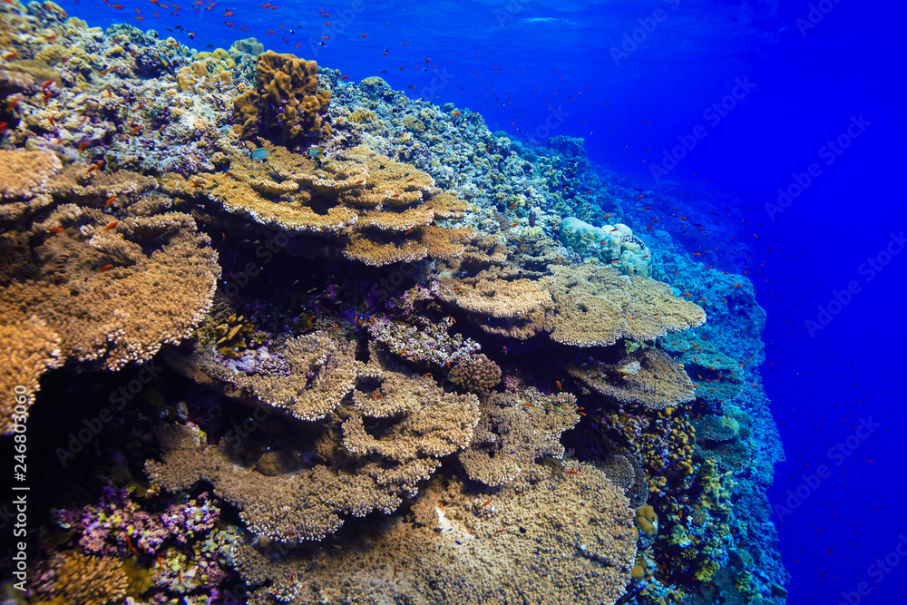 Obraz premium Coral Reef at the Red Sea, Egypt