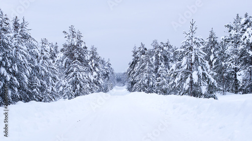 Winter road through the wild forest.