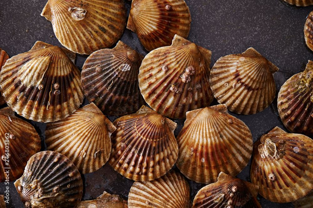 Fresh scallops background Fresh scallops background