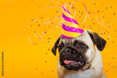 dog dog pug on a yellow background in a cap.. Tinsel festive. Congraug on a yellow background in a cap. Tinsel festive. Happy Birthday. little dog. Dog head muzzle dogs with pink tongue. greeting card