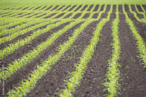 corn seedlings on a field