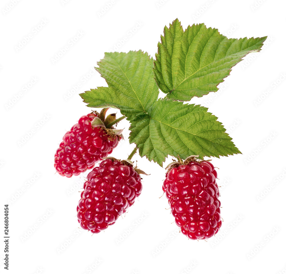 ripe raspberry with green leaf isolated on white background ripe raspberry with green leaf isolated on white background