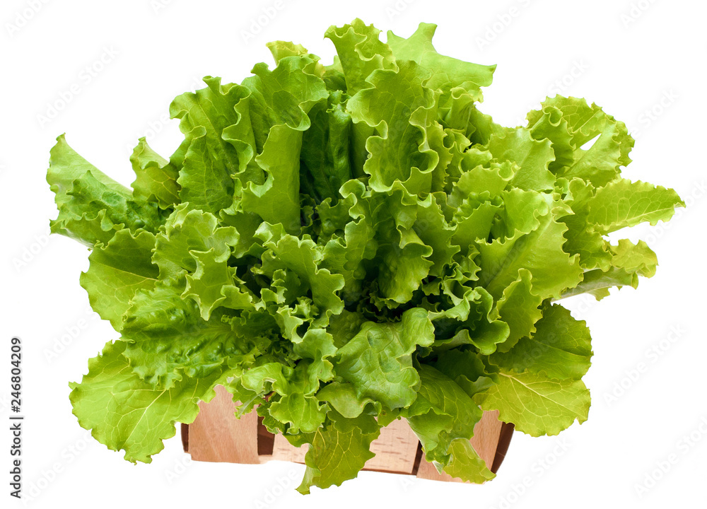 Salad leaf. Lettuce isolated on white background. Salad leaf. Lettuce isolated on white background.