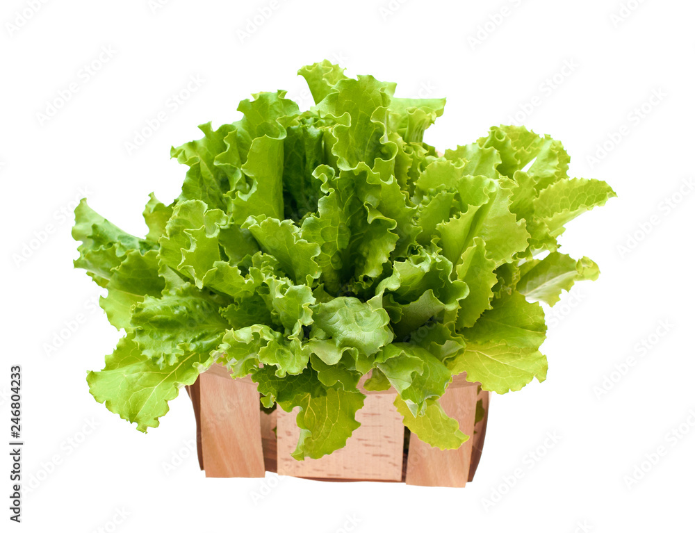 Lettuce salad isolated on white background . Salad leafs Lettuce salad isolated on white background . Salad leafs