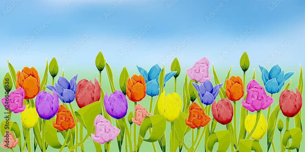 Many multicolored tulips against the background of the field and blue sky Many multicolored tulips against the background of the field and blue sky