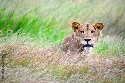 Young Male Lion in grasses