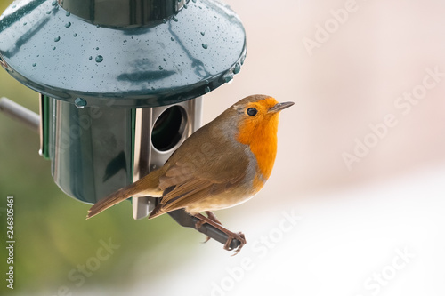 A robin on a bird feeder in the snow photo