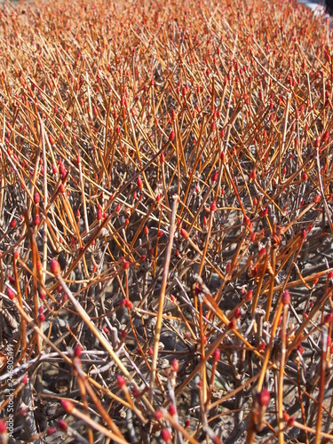 冬のドウダンツツジ Stock 写真 Adobe Stock