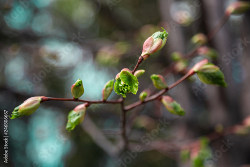 Green tender birch leaves in Russia blooming from buds