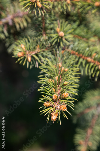 A branch of pine with swollen young buds in Russia
