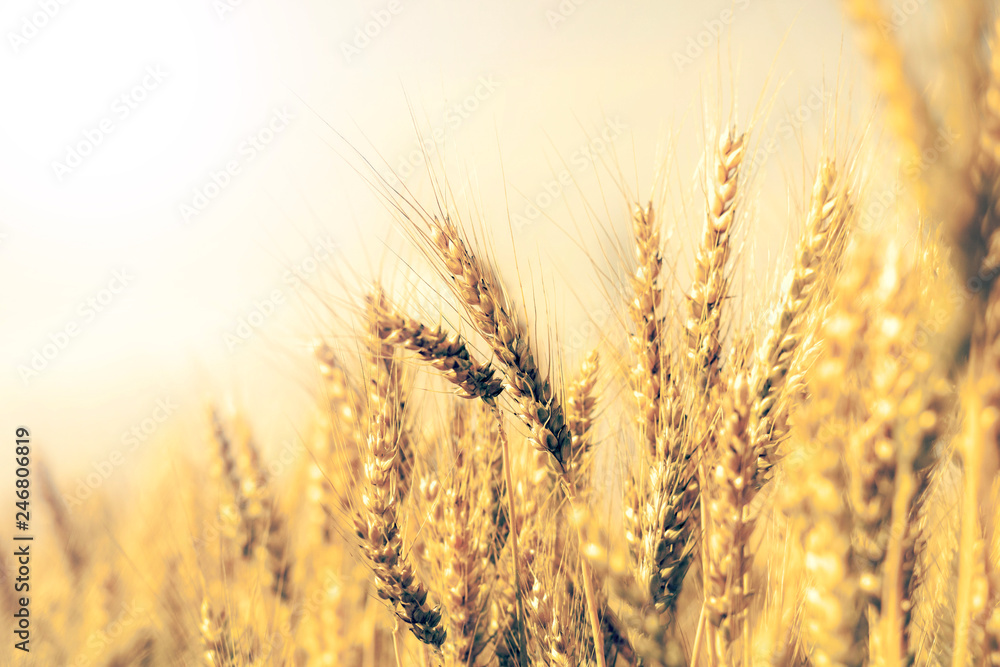 Wheat field Wheat field