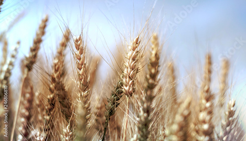 Wheat field