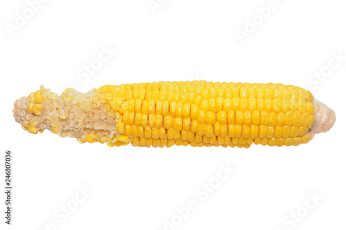 Half-eaten cob of boiled yellow corn juicy isolated on white background