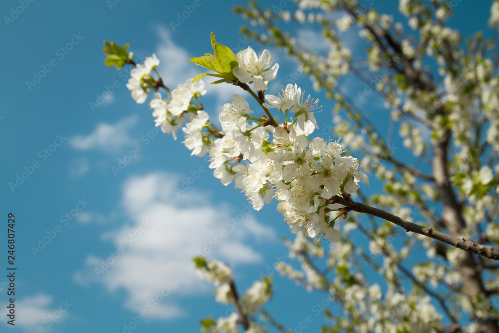 cherry tree blossoming. branch close up against a blue sky. image for blog cherry tree blossoming. branch close up against a blue sky. image for blog