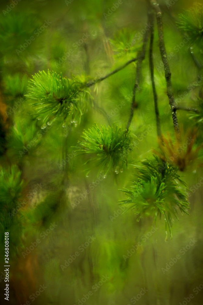Fototapeta premium wet pine branch after the rain through the glass