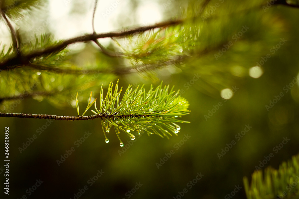 wet pine branch after the rain wet pine branch after the rain