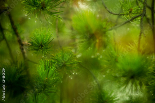 wet pine branch after the rain through the glass