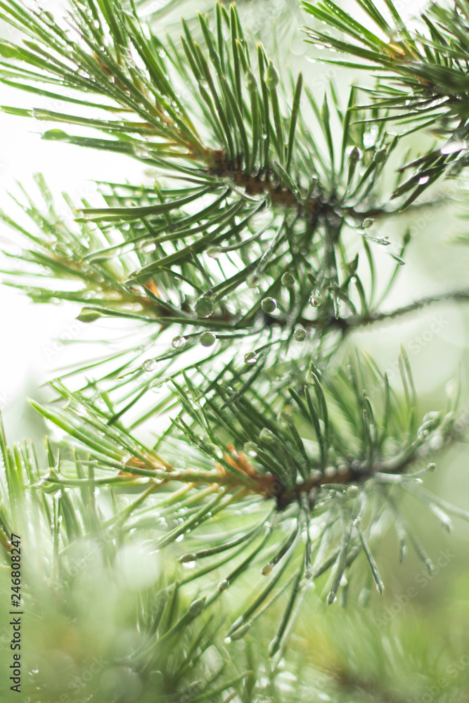 wet pine branch after the rain wet pine branch after the rain
