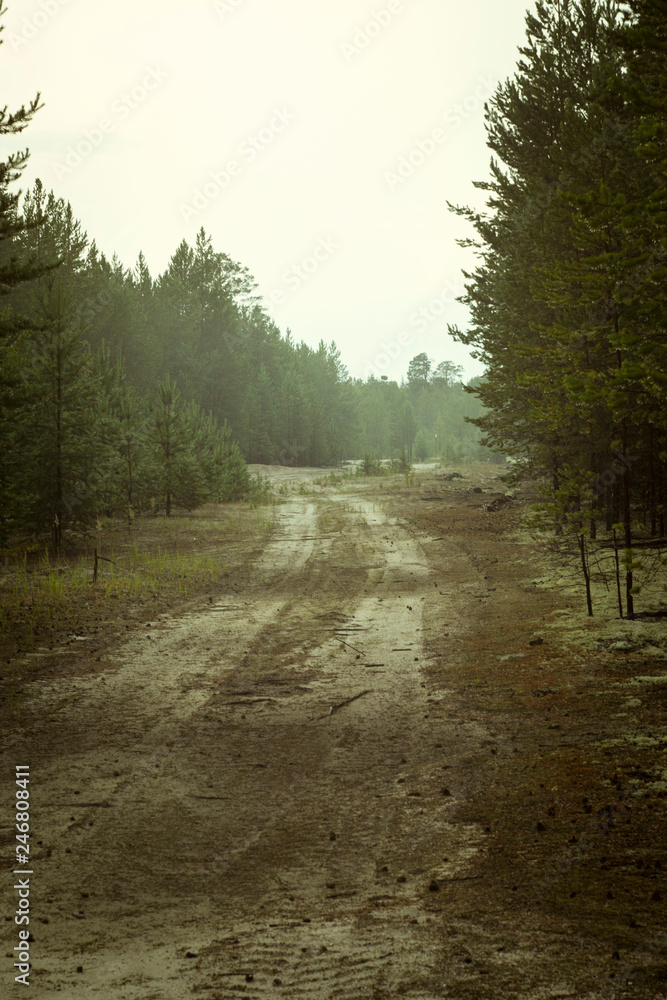 Obraz premium road in the forest