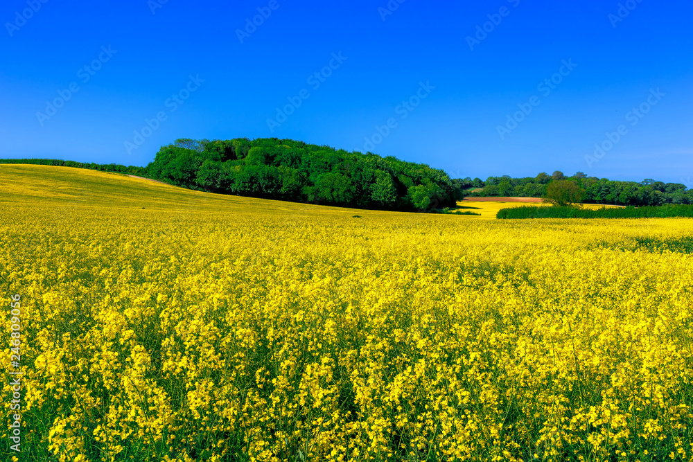 Rapeseed field Dorchester England TW306