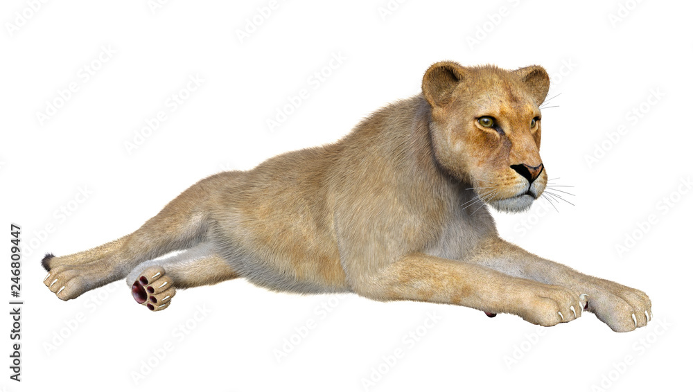 Obraz premium 3D Rendering Female Lion on White