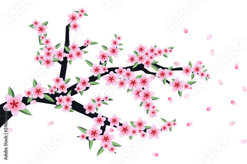 vector of sakura or cherry blossoms flowers branch