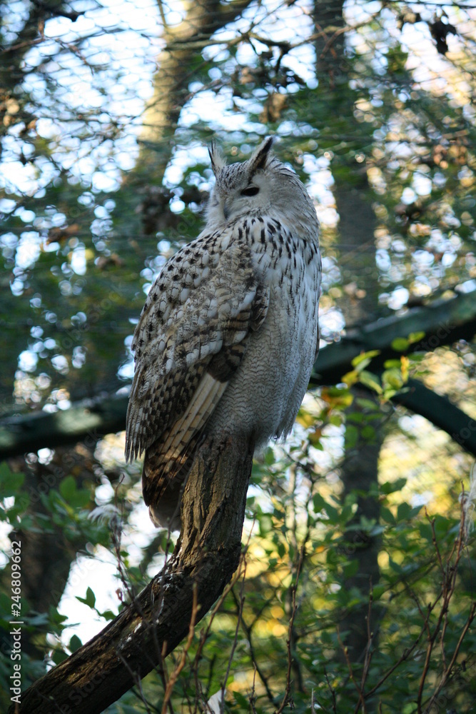 Obraz premium Uhu auf Ast