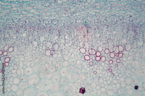 Sambucus stem with parenchyma cells under the microscope photo