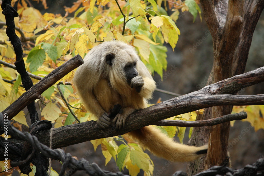 Obraz premium Affe auf Ast