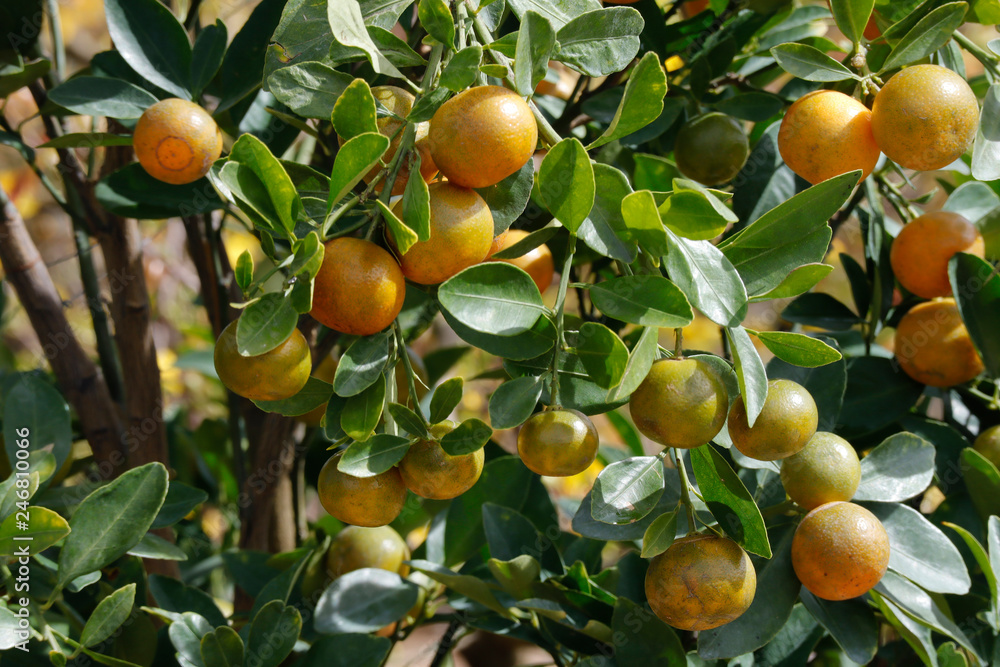 Yellow kumquat on tree Yellow kumquat on tree