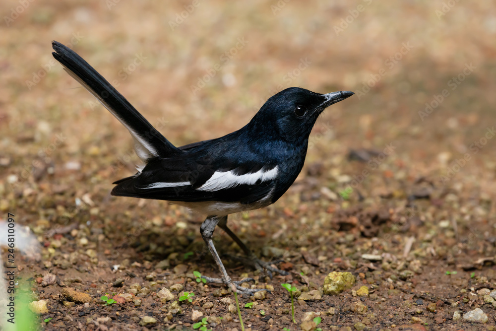 Obraz premium Charming bird in black and white color,closeup . Oriental Magpie Robin male bird jumping on ground in residential community with natural blurred background.