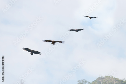 Four huge vulture in flight low angle view..Flock of Himalayan griffon soaring  with fully wingspan in cloud blue sky   over klong kata dam phuket.