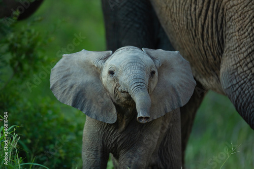 Photography Young elephant looking at camera