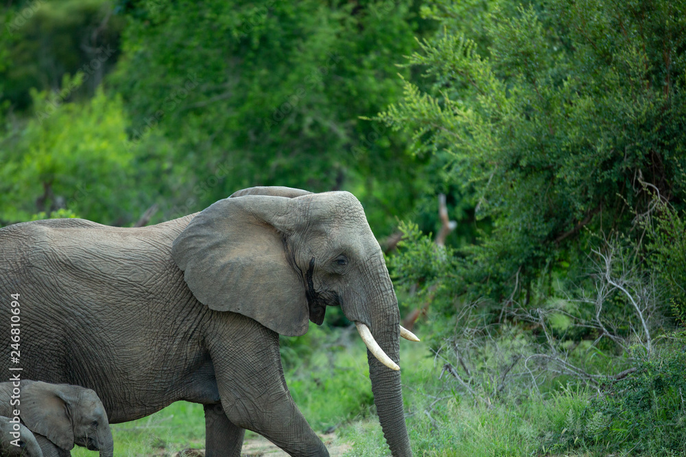 Naklejka premium Big female elephant with calf in tow