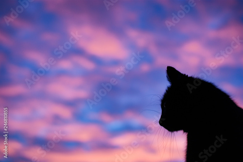 Fototapeta Naklejka Na Ścianę i Meble -  Sunset Cat