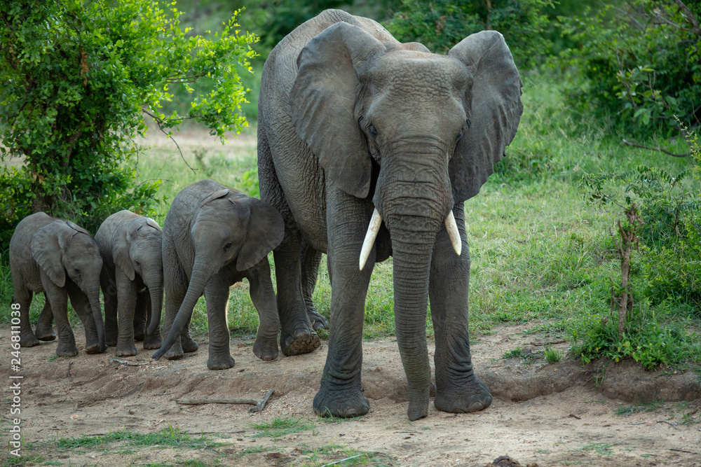 Fototapeta premium Elephant watering hole