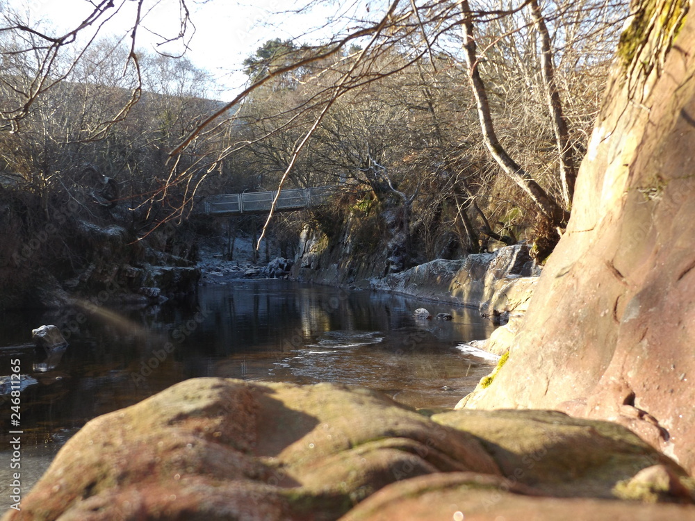 Fototapeta premium river in the forest