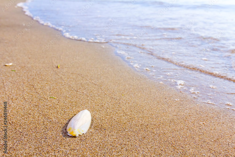 Cuttlebone is on the sandy beach Cuttlebone is on the sandy beach
