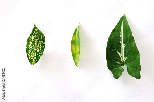 Green leaves on white background. - Image