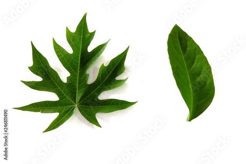 Green leaves on white background. - Image